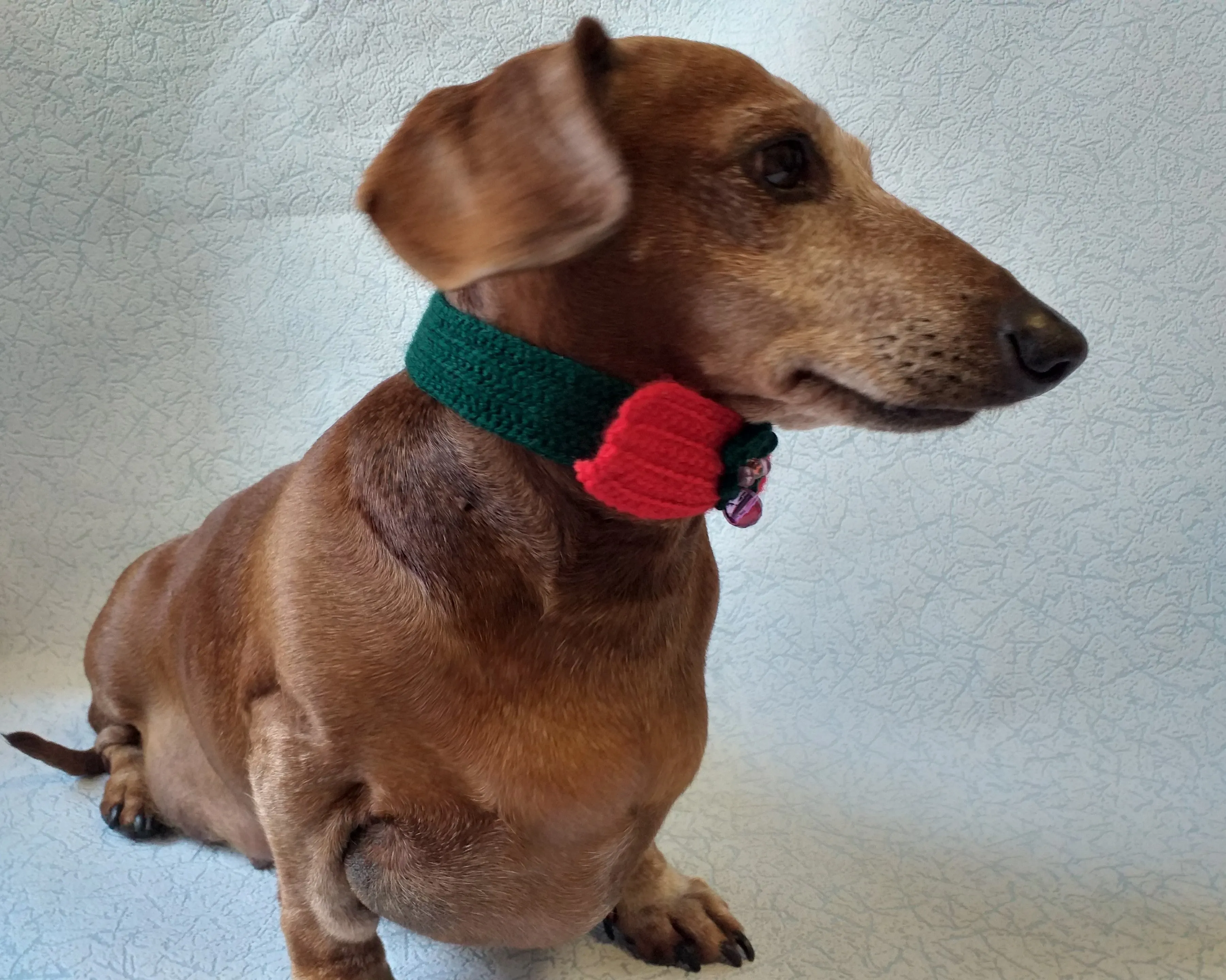 Christmas dog or cat collar