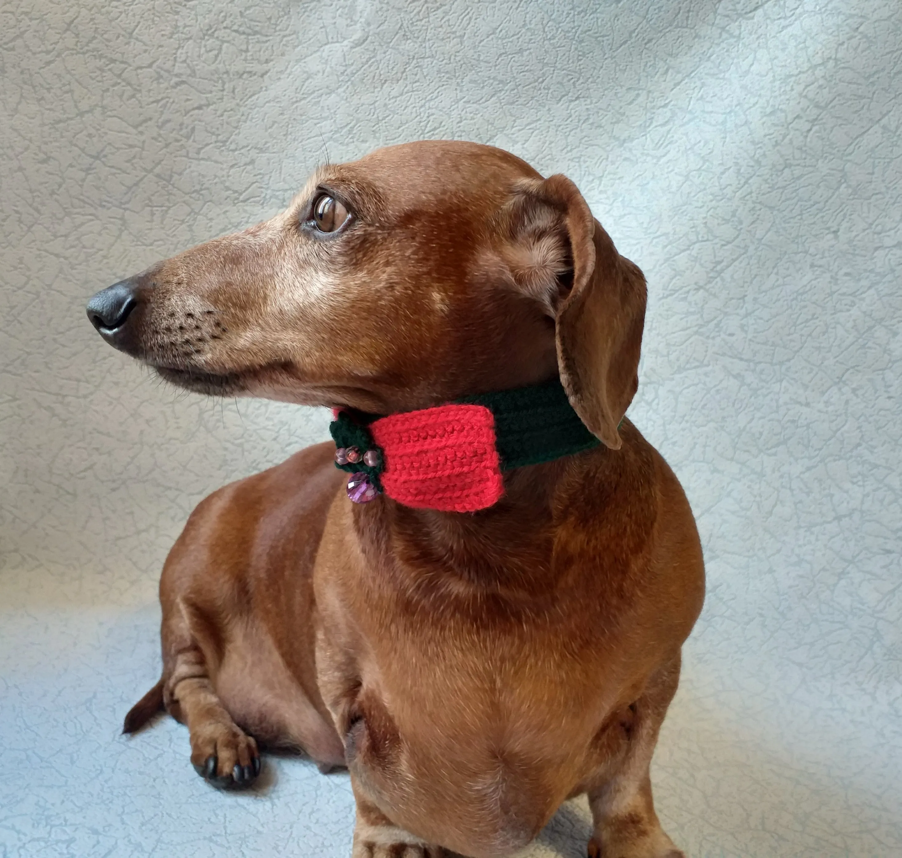 Christmas dog or cat collar