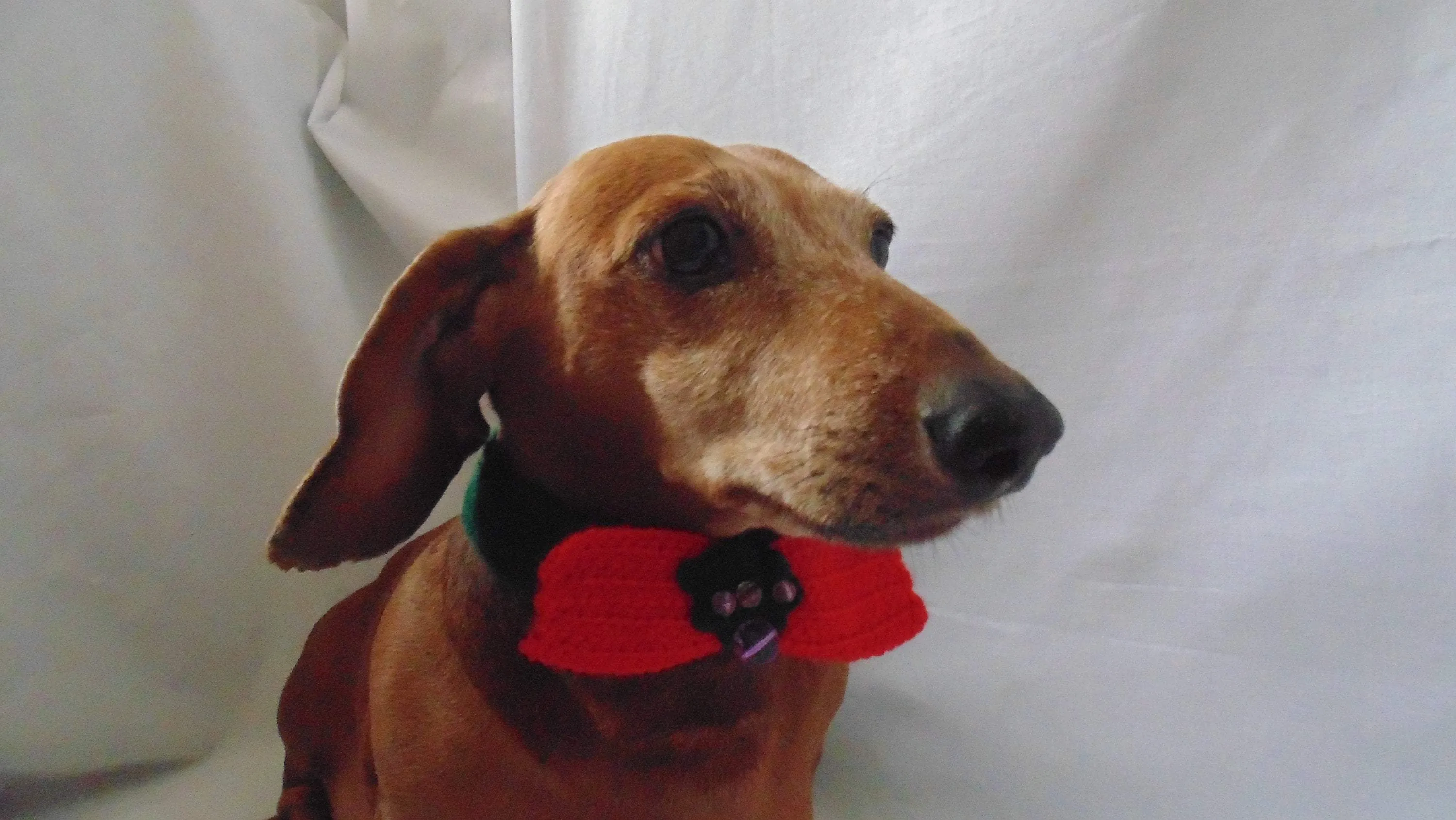 Christmas dog or cat collar