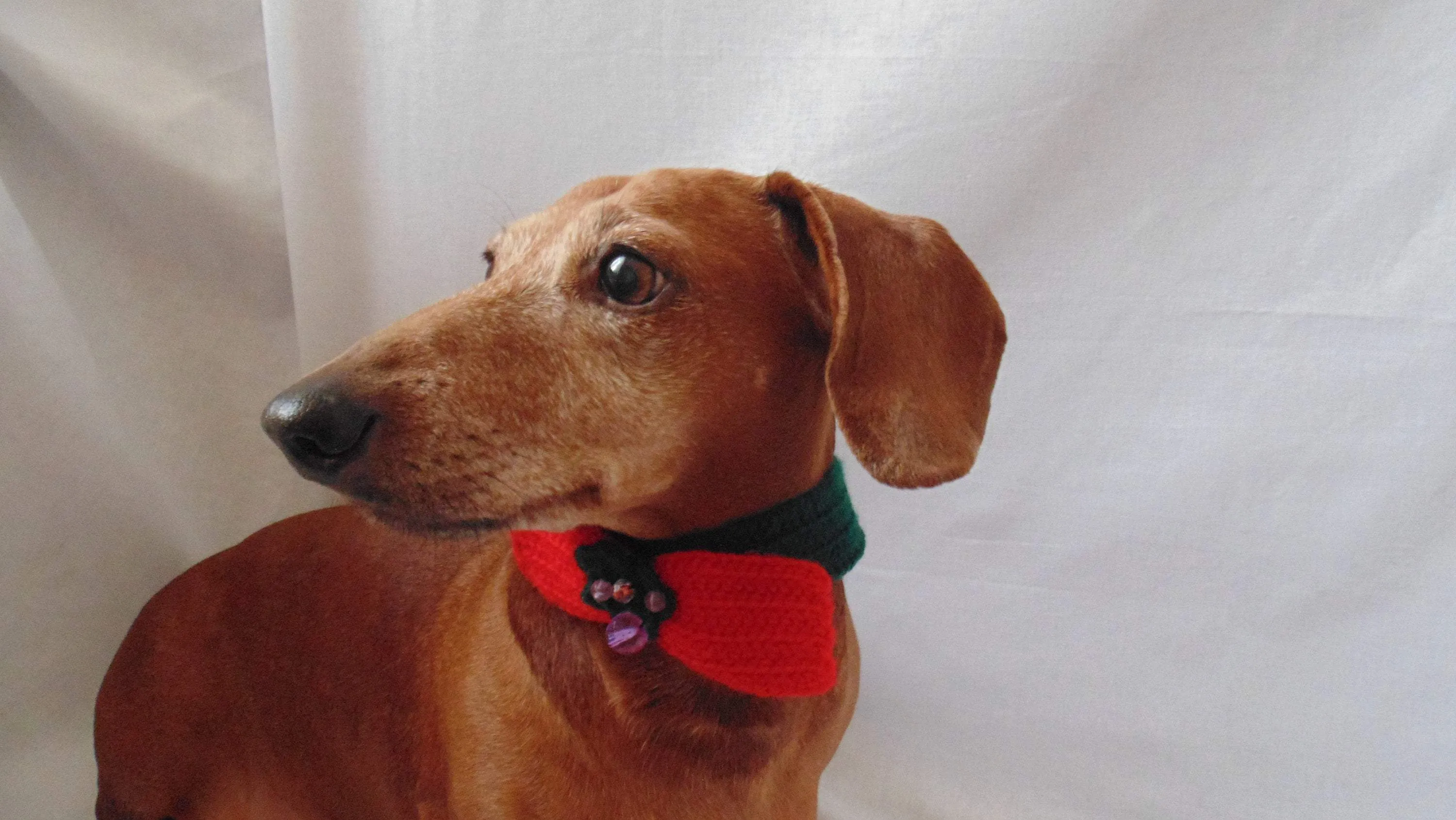 Christmas dog or cat collar