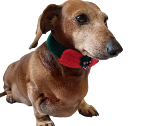Christmas dog or cat collar