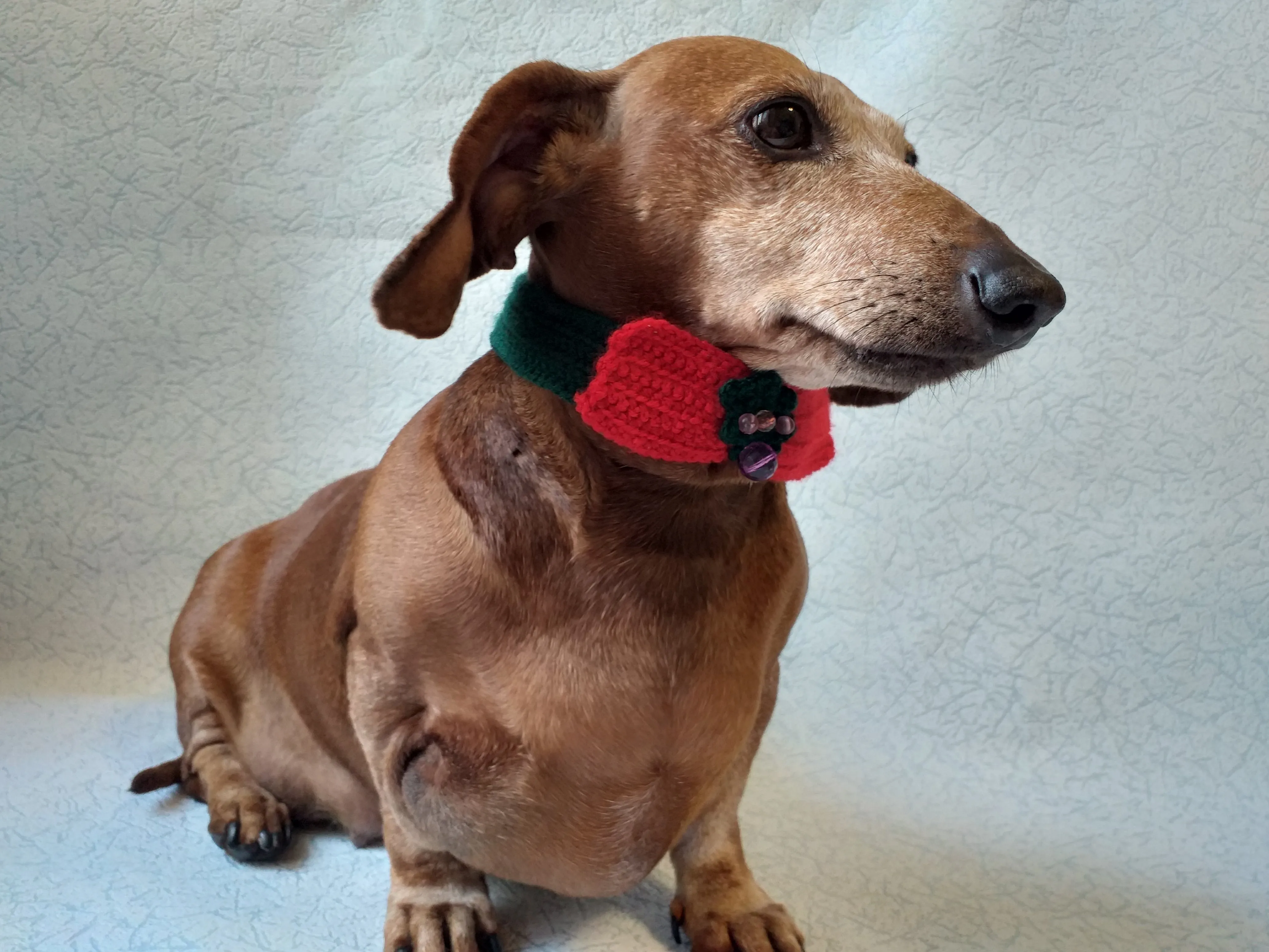 Christmas dog or cat collar