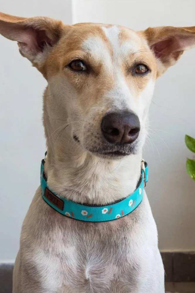 Eggs n' Bacon Collar   Leash Set