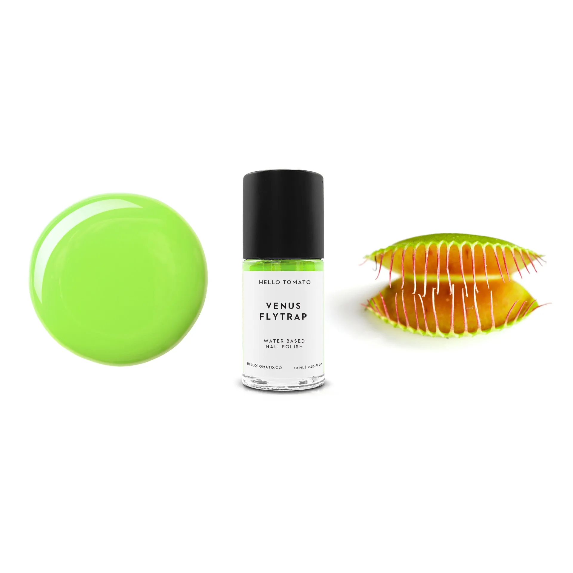 HELLO TOMATO - Venus Flytrap