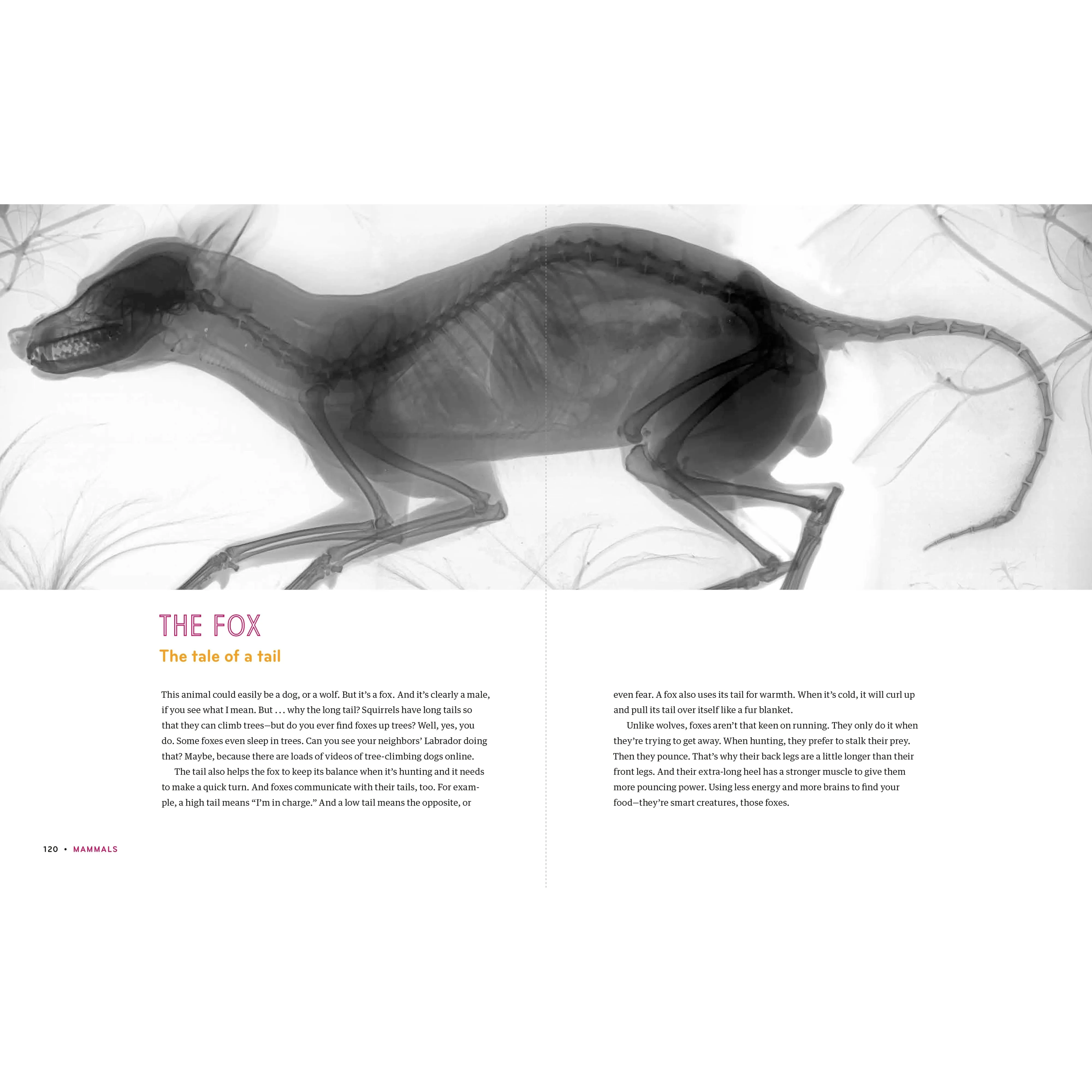 Inside In - X-Rays of Nature's Hidden World