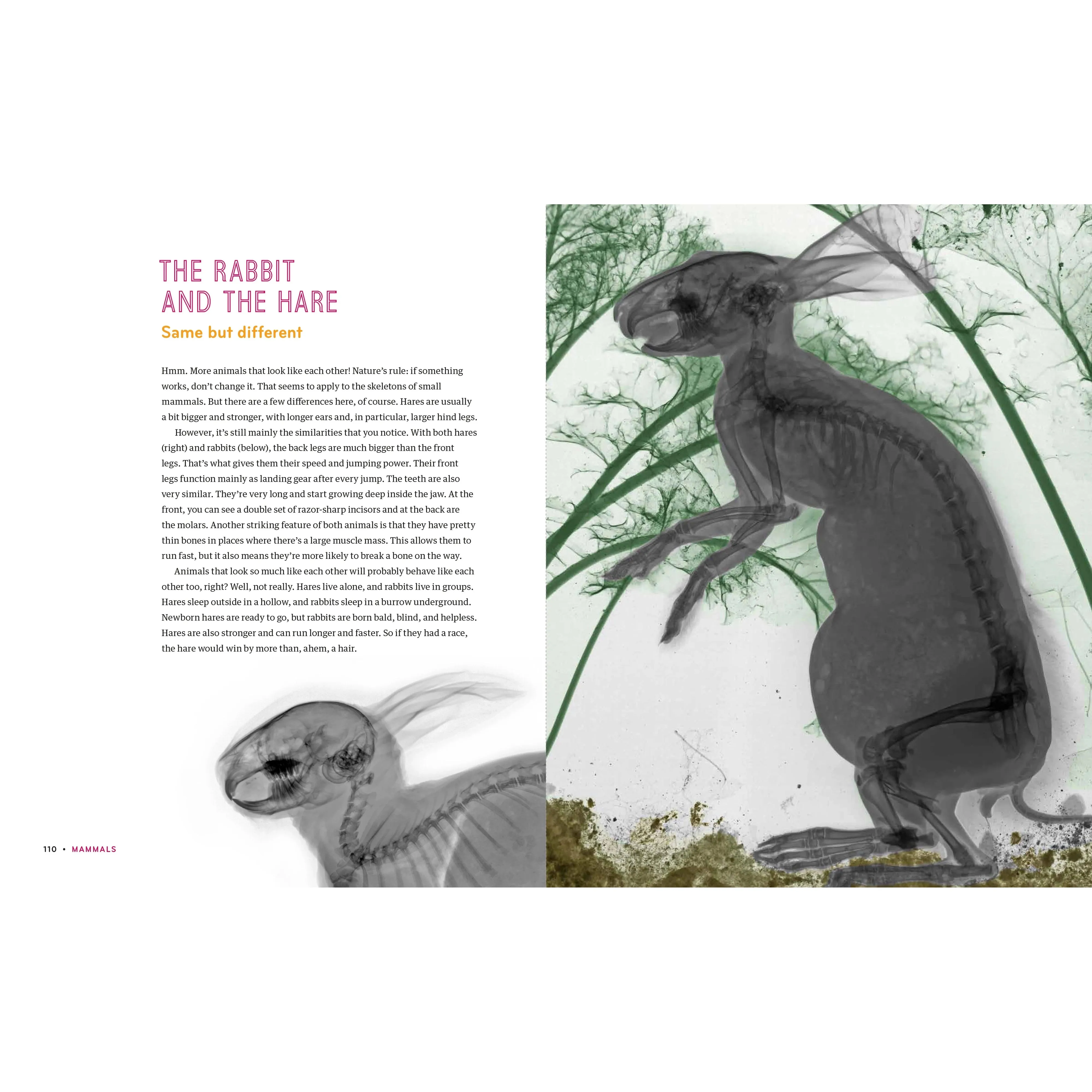Inside In - X-Rays of Nature's Hidden World