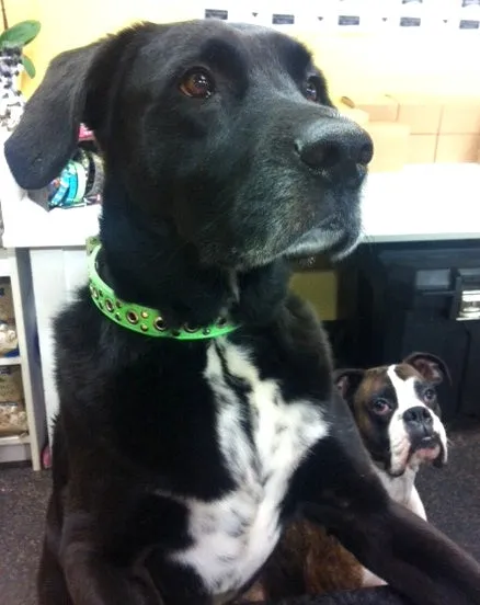Jaxon Leather Dog Collar with Nickel Eyelet & Stud Cluster